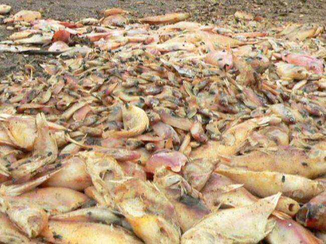 En Córdoba se registró inexplicable mortandad de peces