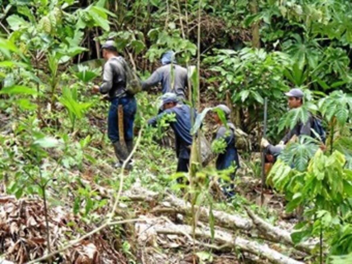 Campesinos de zonas de cultivos ilícitos preparan propuesta para La Habana