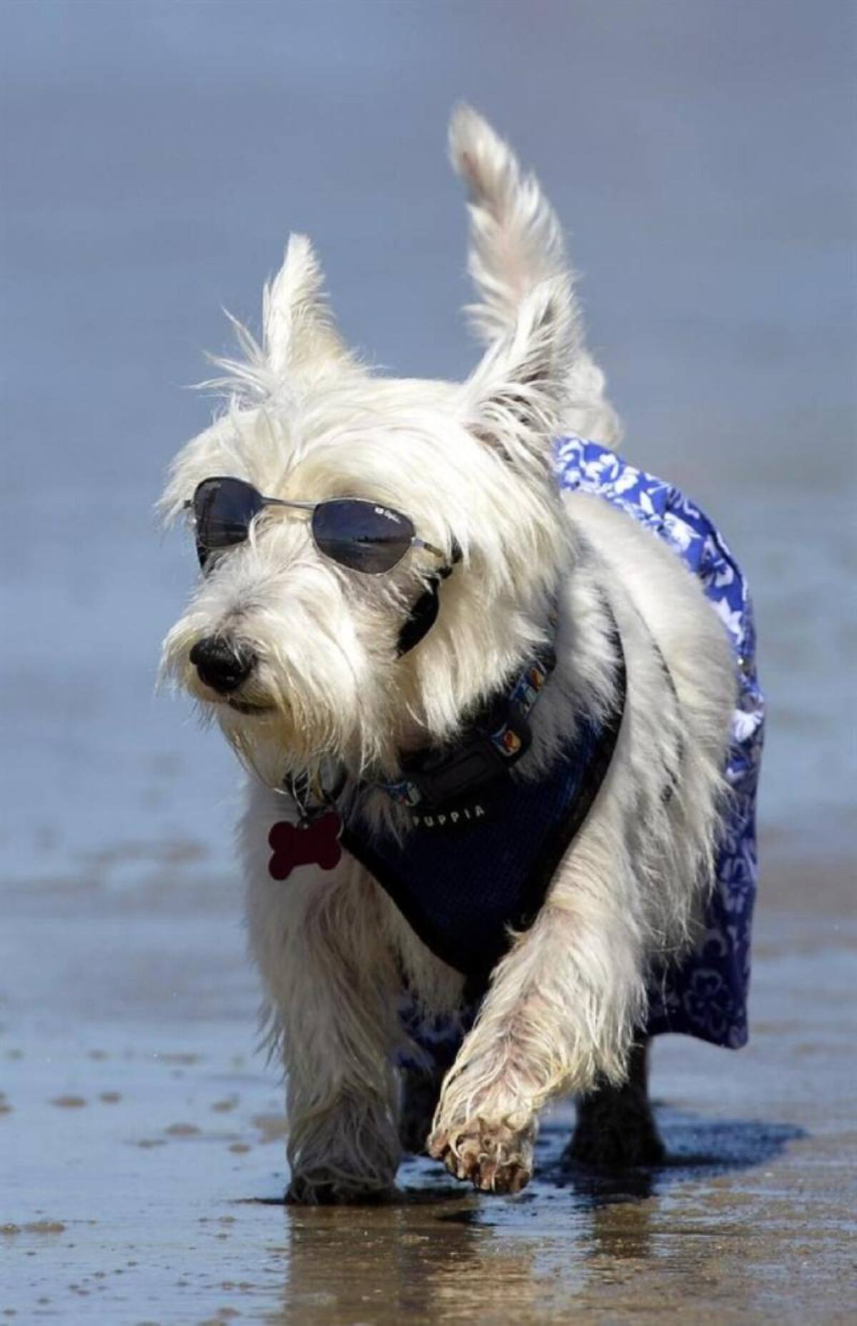 En la playa de Huntinton, California, se realizó la quinta edición del concurso anual de surf para perros, que mostraron grandes habilidades encima de las tablas y sorteando el oleaje.