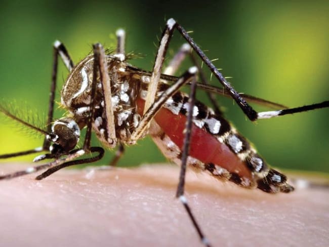 Mosquito aedes aegypti