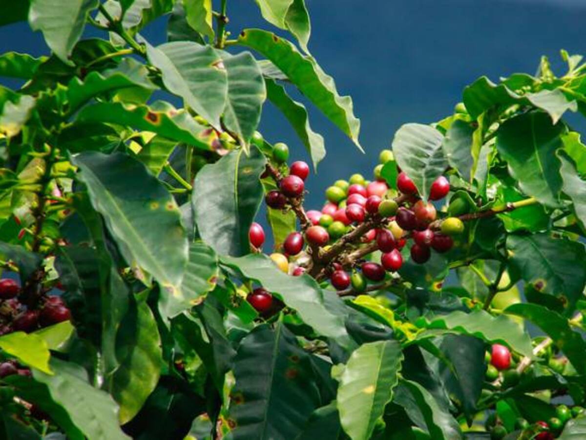Producción de café en el 2016 podría ser de 13 millones de sacos