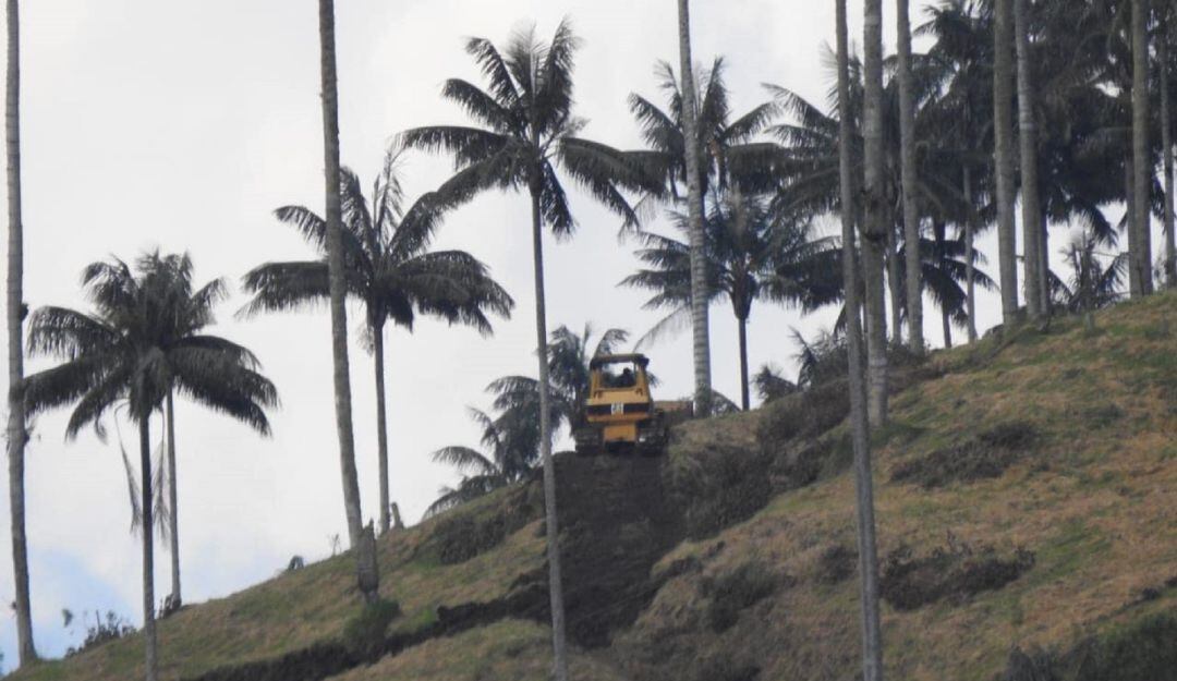Una máquina se abrió camino en la zona donde están las plamas. 