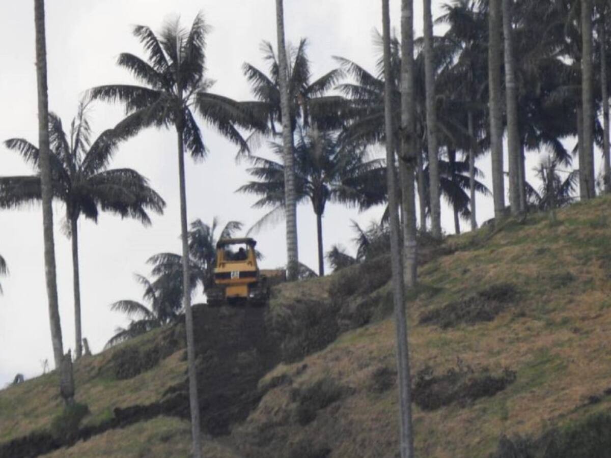 Las palmas de cera están en amenaza en el Tolima