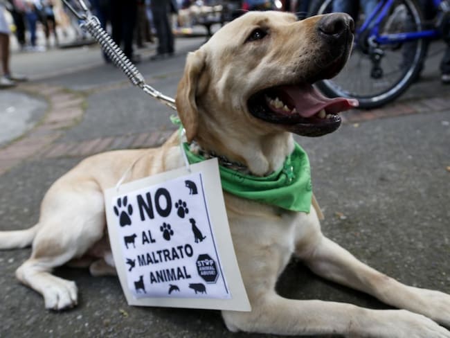 Indignación en Madrid por crueldad con animales