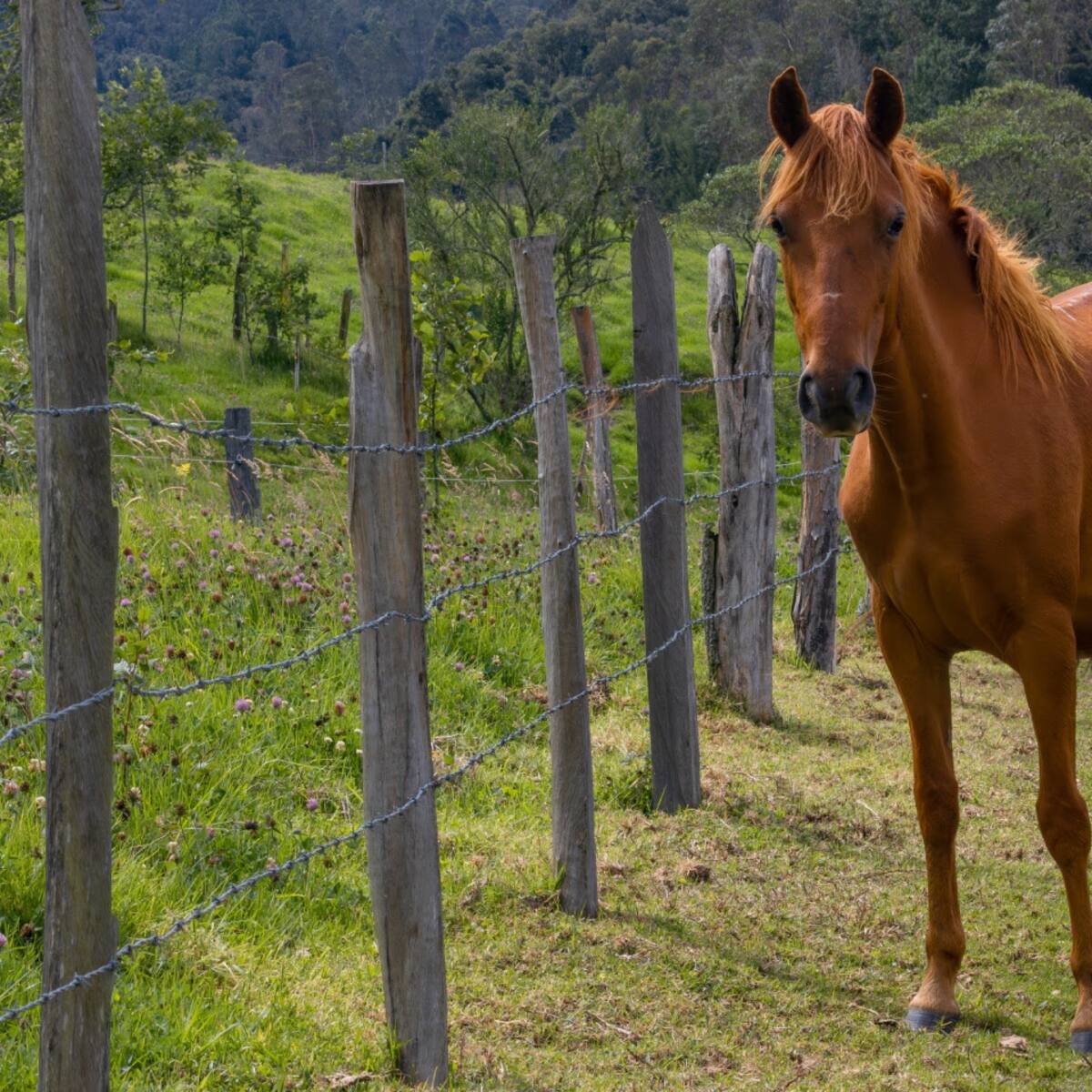 El ICA atiende brotes de equinos en el departamento de Bolívar