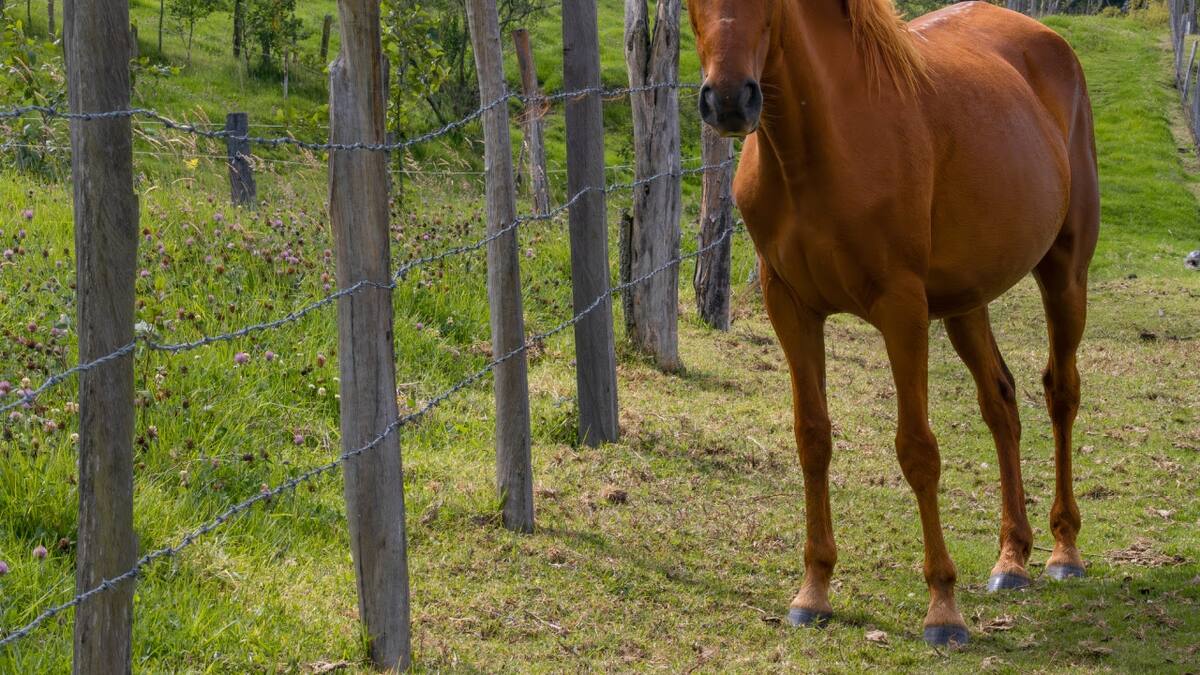 El ICA atiende brotes de equinos en el departamento de Bolívar