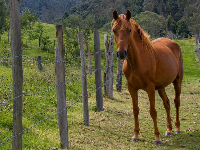 El ICA atiende brotes de equinos en el departamento de Bolívar