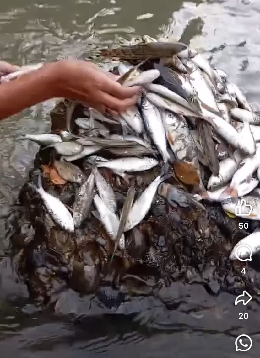Las autoridades ambientales del Valle están investigando las causas de la mortandad de peces - Redes Sociales