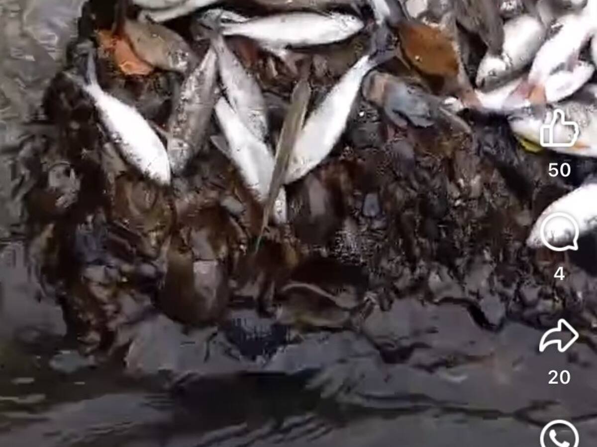 ¿Por qué están apareciendo peces muertos en el río Guadalajara de Buga, Valle?