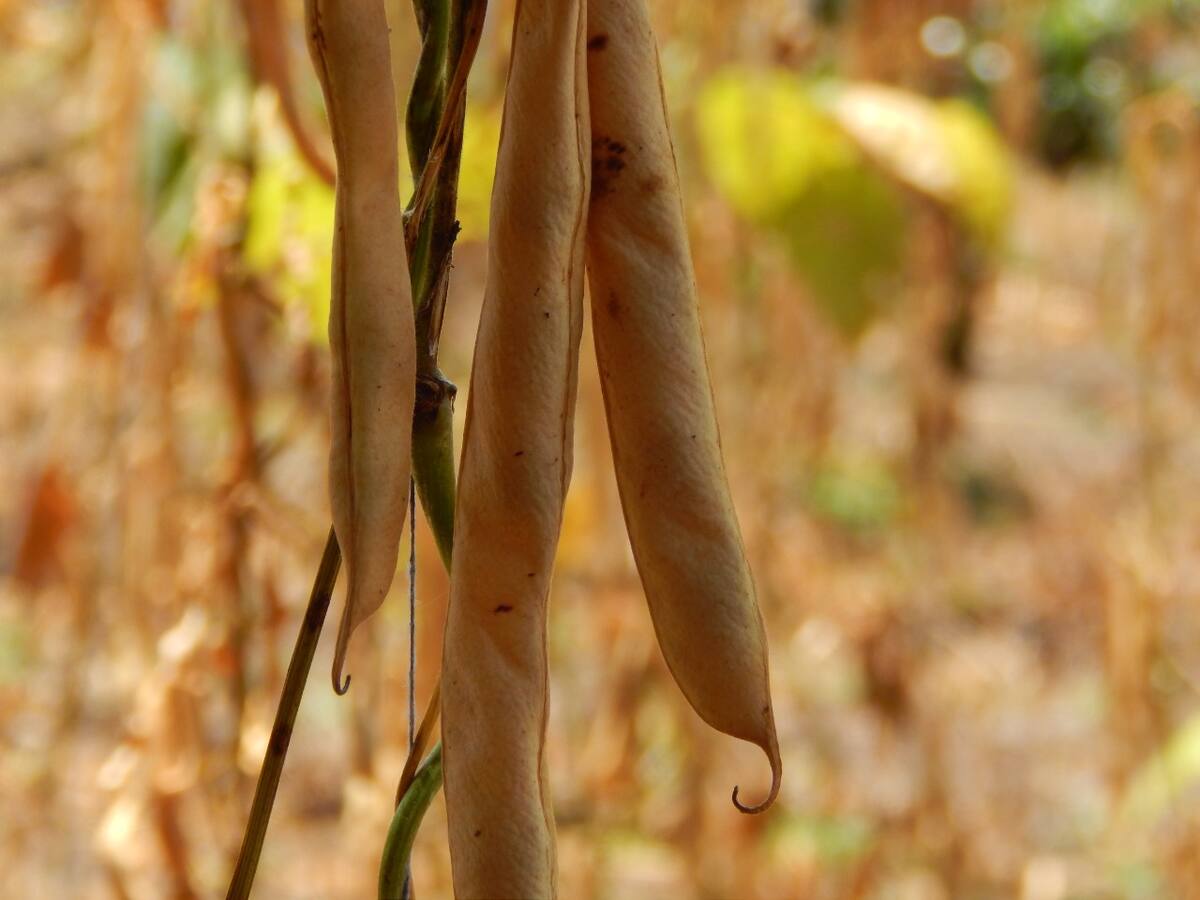 180 productores de frijol afectados por invierno reciben ayudas en el Huila