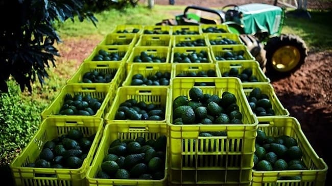 Cerca de dos mil productores de aguacate hass podrán exportarlos a Estados Unidos. Foto: Getty Images