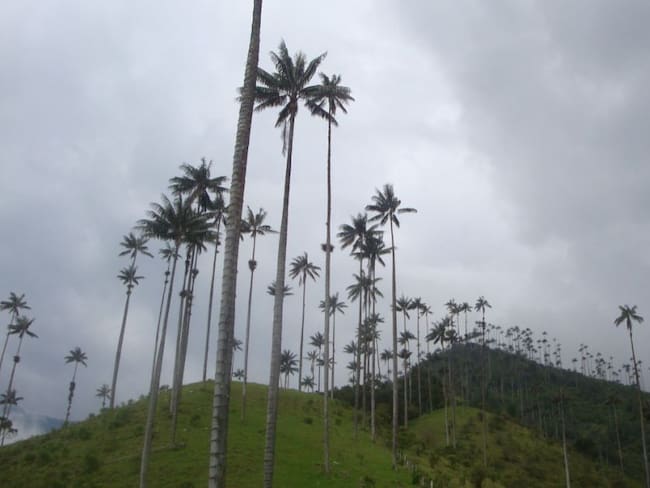 La cuna del árbol nacional, La Palma de Cera estaría en riesgo con la posibilidad de la llega de la mega minería