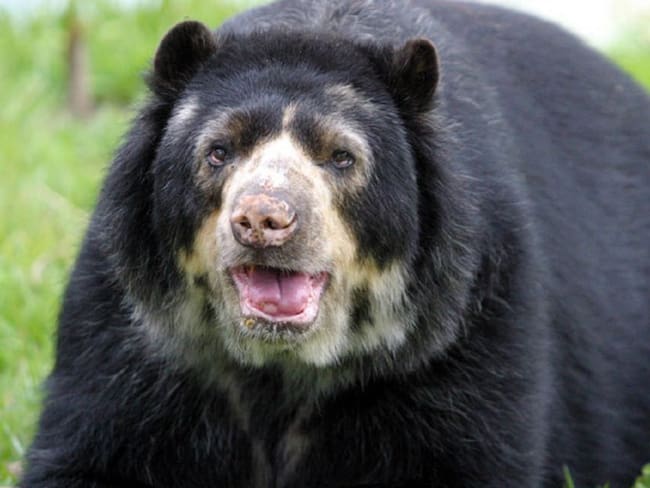 El oso Chucho “está condenado” a seguir en el zoológico