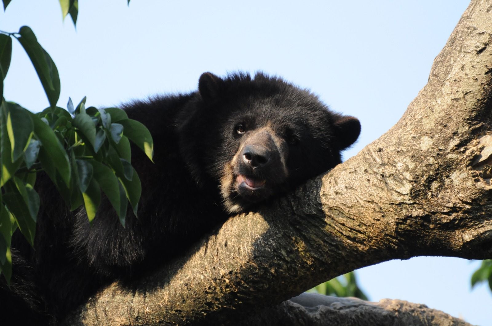 Oso andino / Foto: CVC