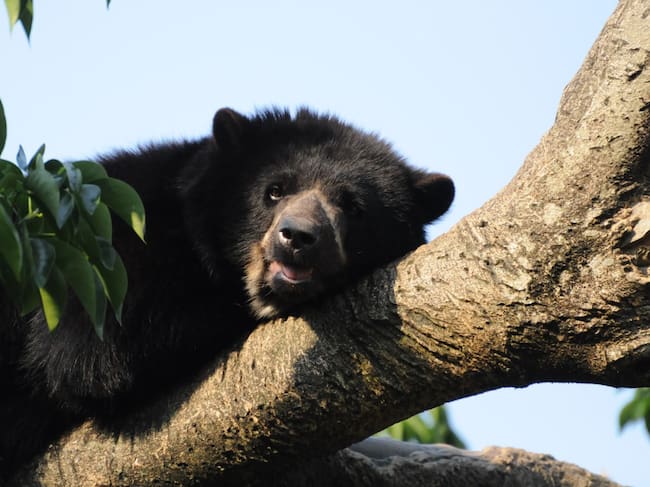 Oso andino / Foto: CVC