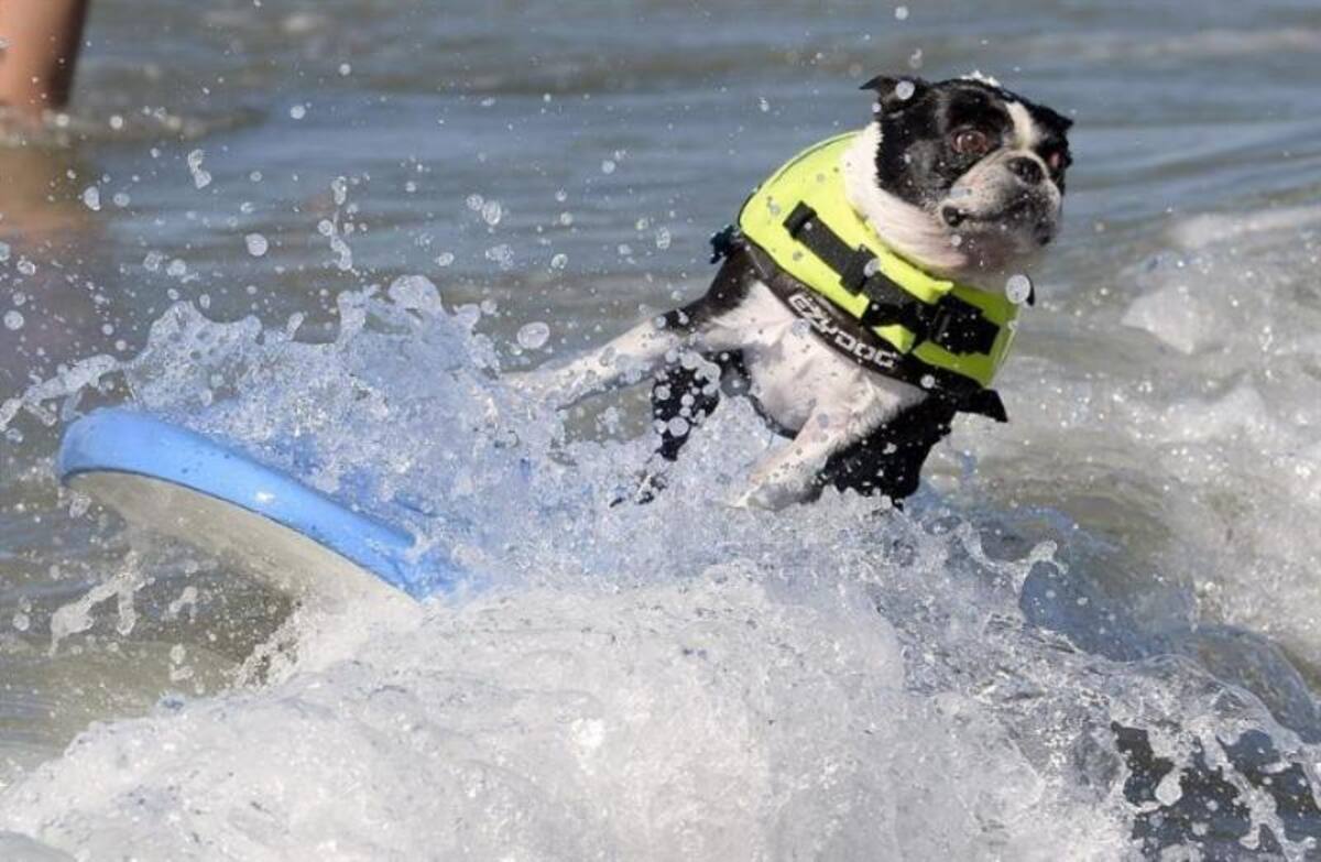 En la playa de Huntinton, California, se realizó la quinta edición del concurso anual de surf para perros, que mostraron grandes habilidades encima de las tablas y sorteando el oleaje.