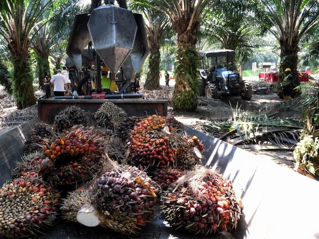 Los beneficios del aceite de palma