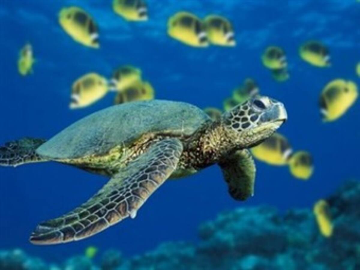 En Barcelona acogen un proyecto pionero para la reproducción de tortugas marinas