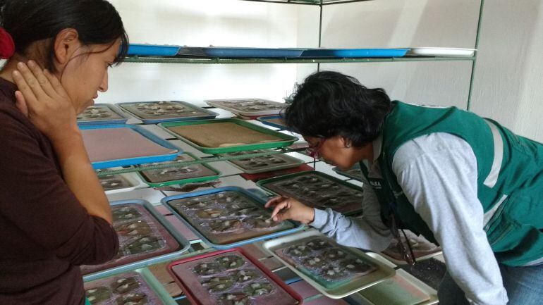 Estudios para el control biológico