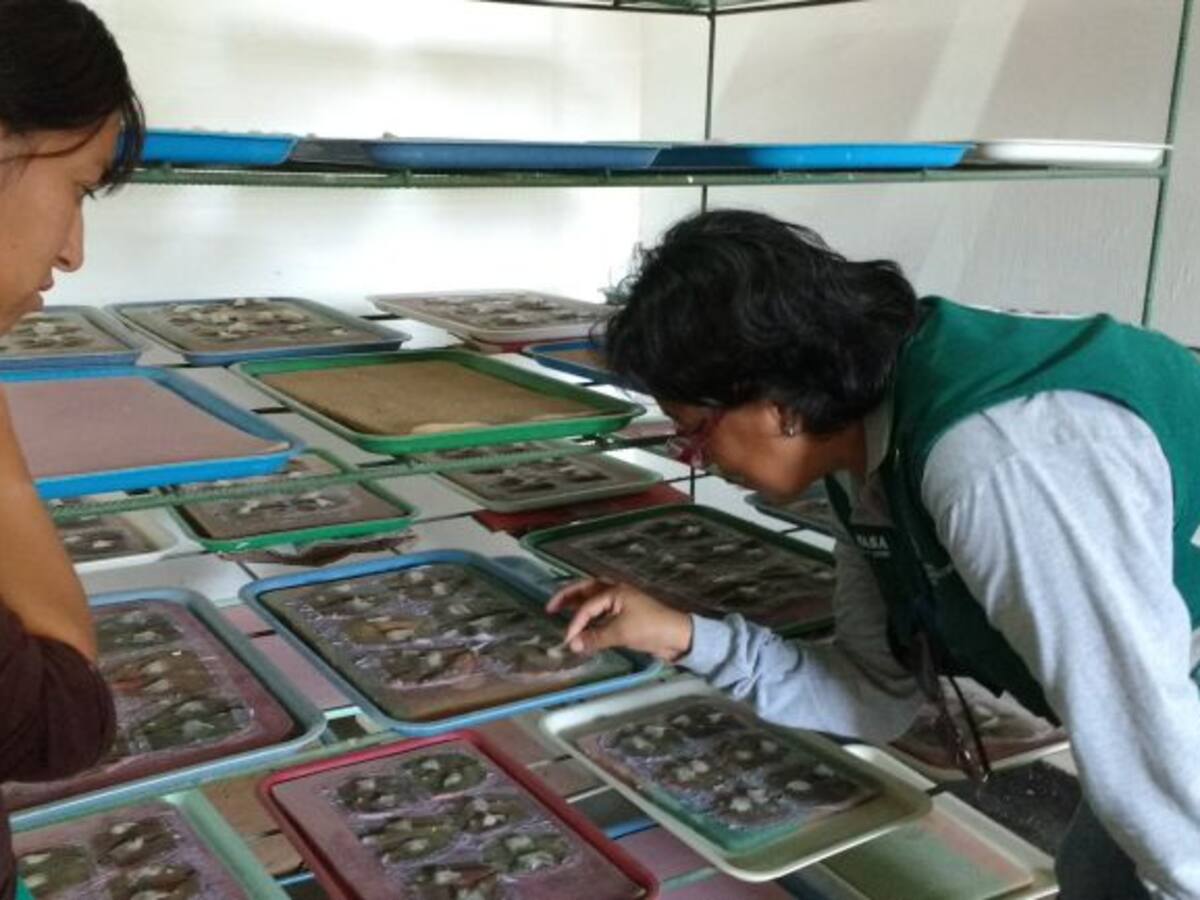 Control biológico para alimentos más sanos