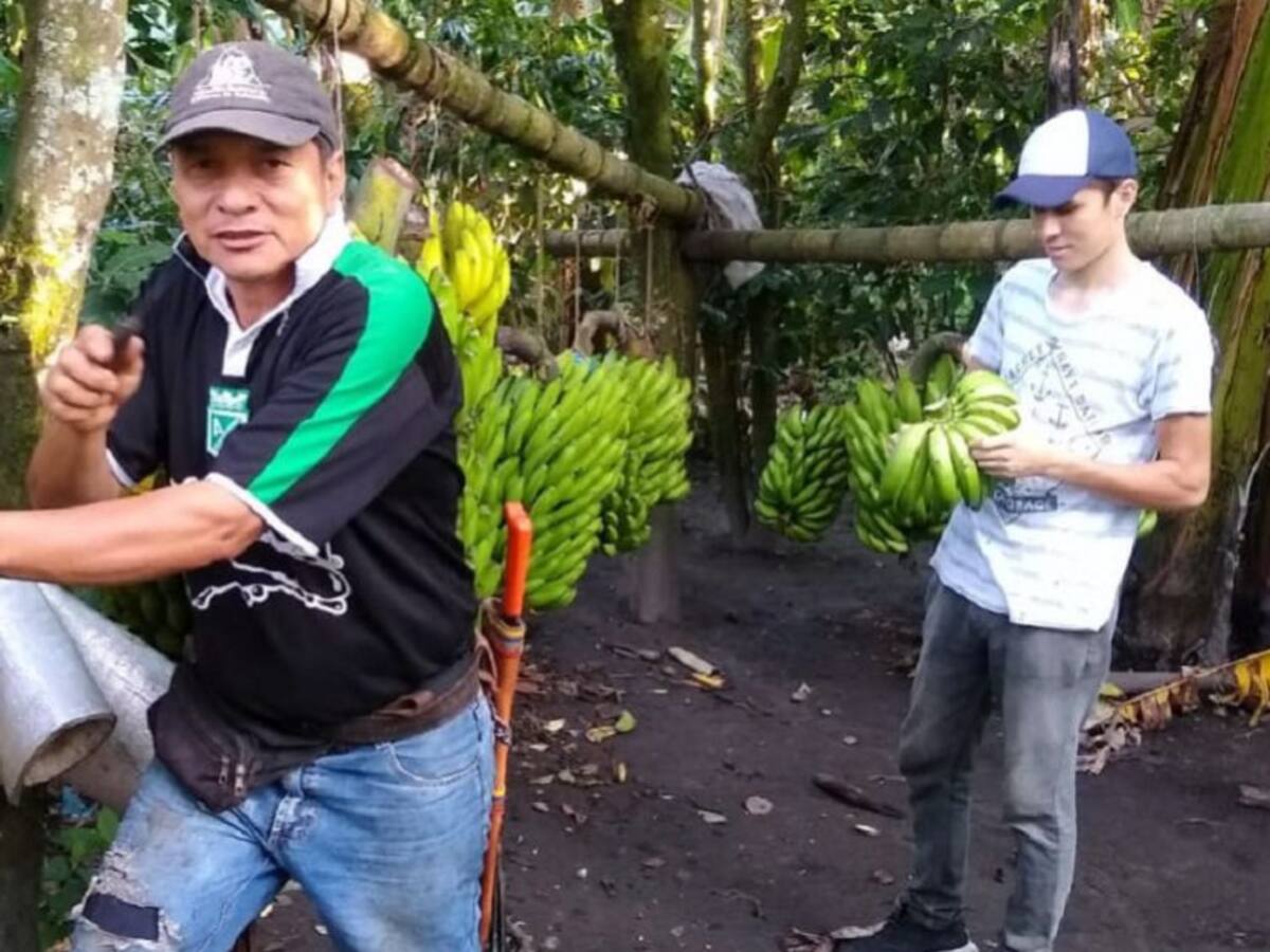 Banano orgánico se cultiva en Ibagué