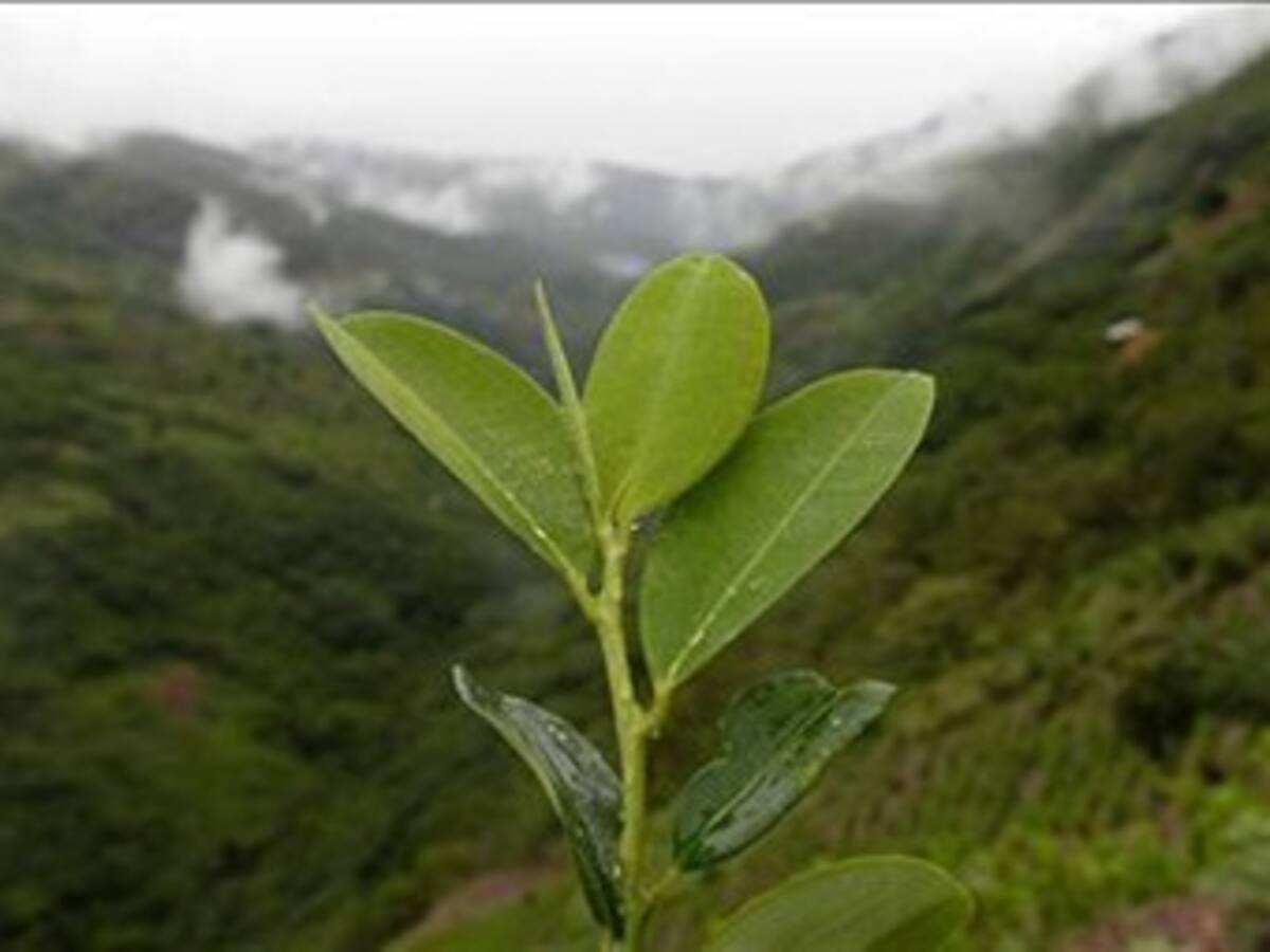 La "coca" ya no es negocio para los campesinos del Guaviare