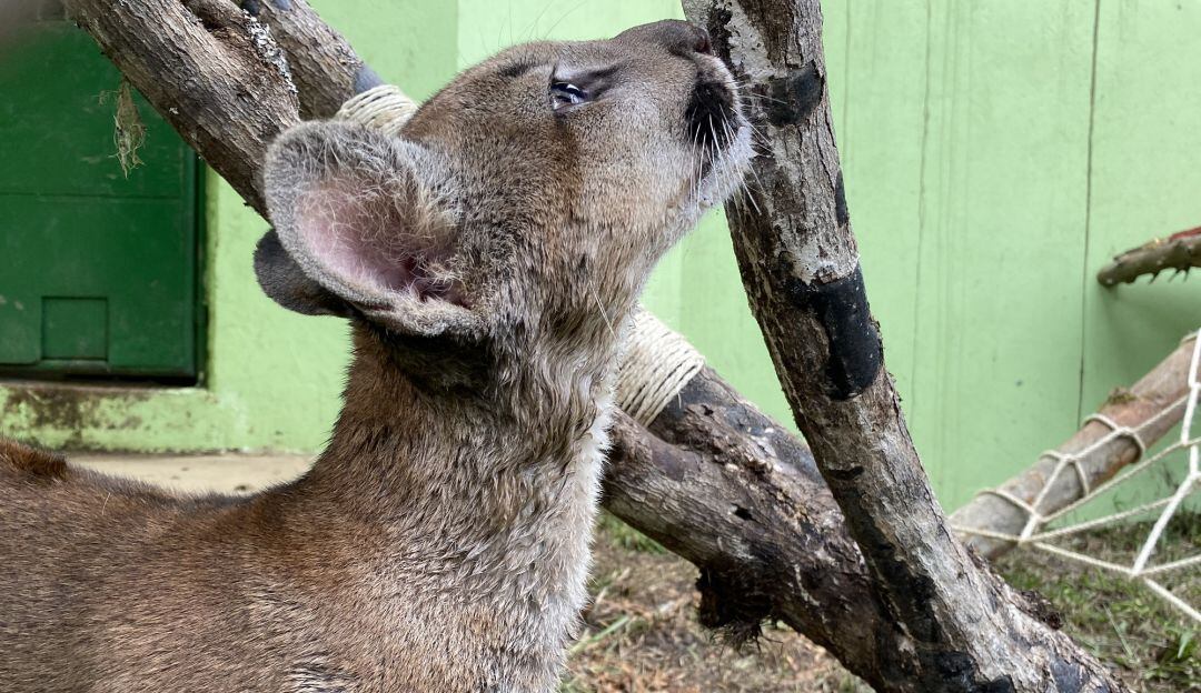 Puma protegido en Corpochivor