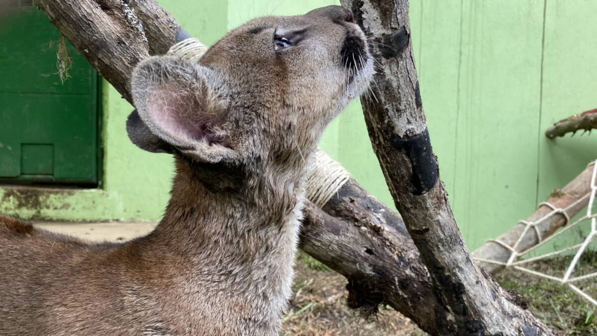 En Boyacá atienden a un puma rescatado de vivienda en Bogotá