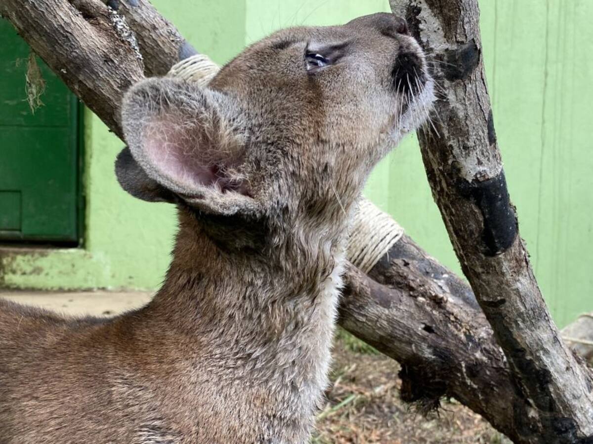 En Boyacá atienden a un puma rescatado de vivienda en Bogotá
