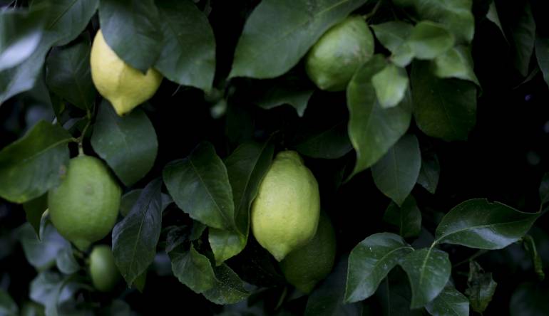 La norma de exportación entró en vigencia el pasado 6 de febrero.