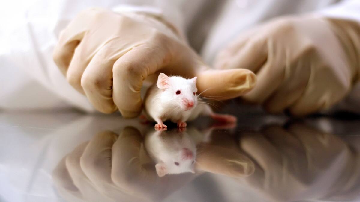 Proyecto de ley busca regular y limitar el uso de animales en investigación y educación