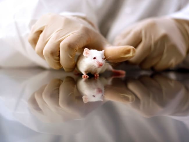 Proyecto de ley busca regular y limitar el uso de animales en investigación y educación