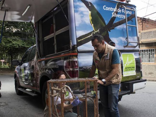 Intensifican en Semana Santa operativos para evitar el tráfico de fauna silvestre