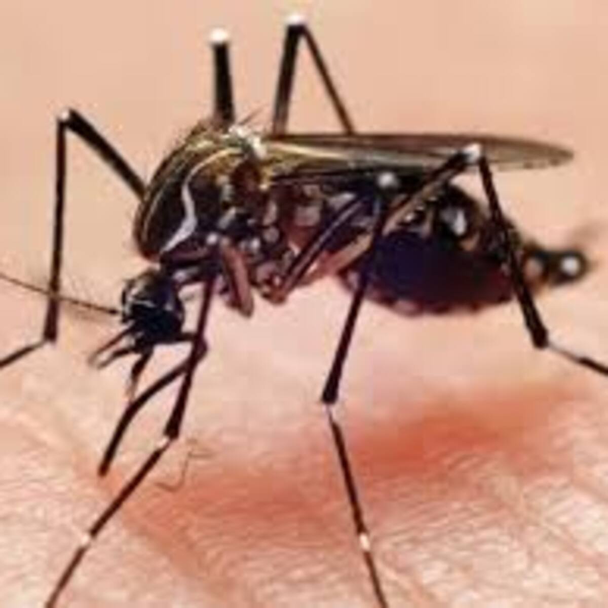 El departamento del Quindío está en alerta, 890 casos de dengue en lo que va del 2025 y un fallecido