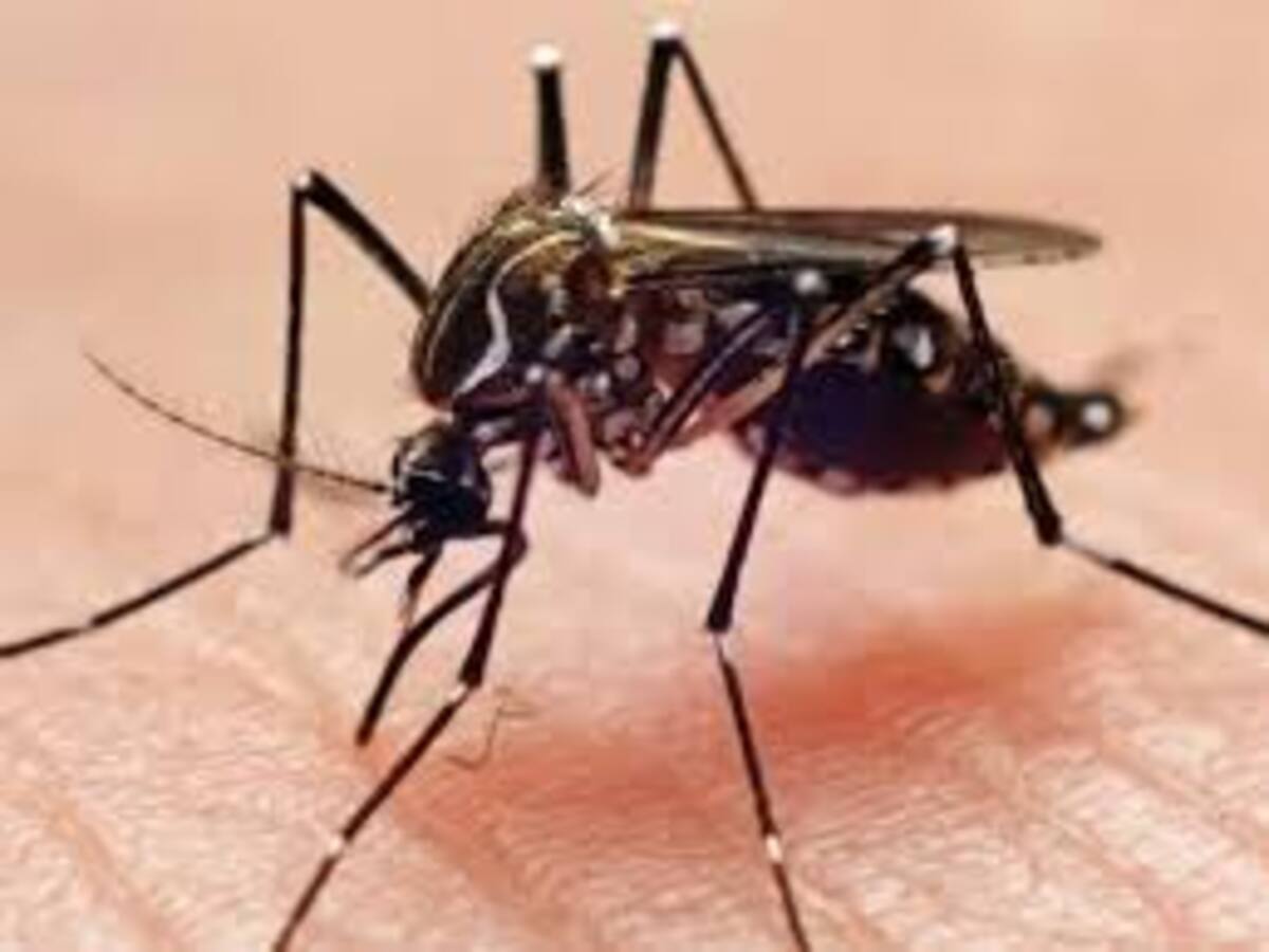 El departamento del Quindío está en alerta, 890 casos de dengue en lo que va del 2025 y un fallecido