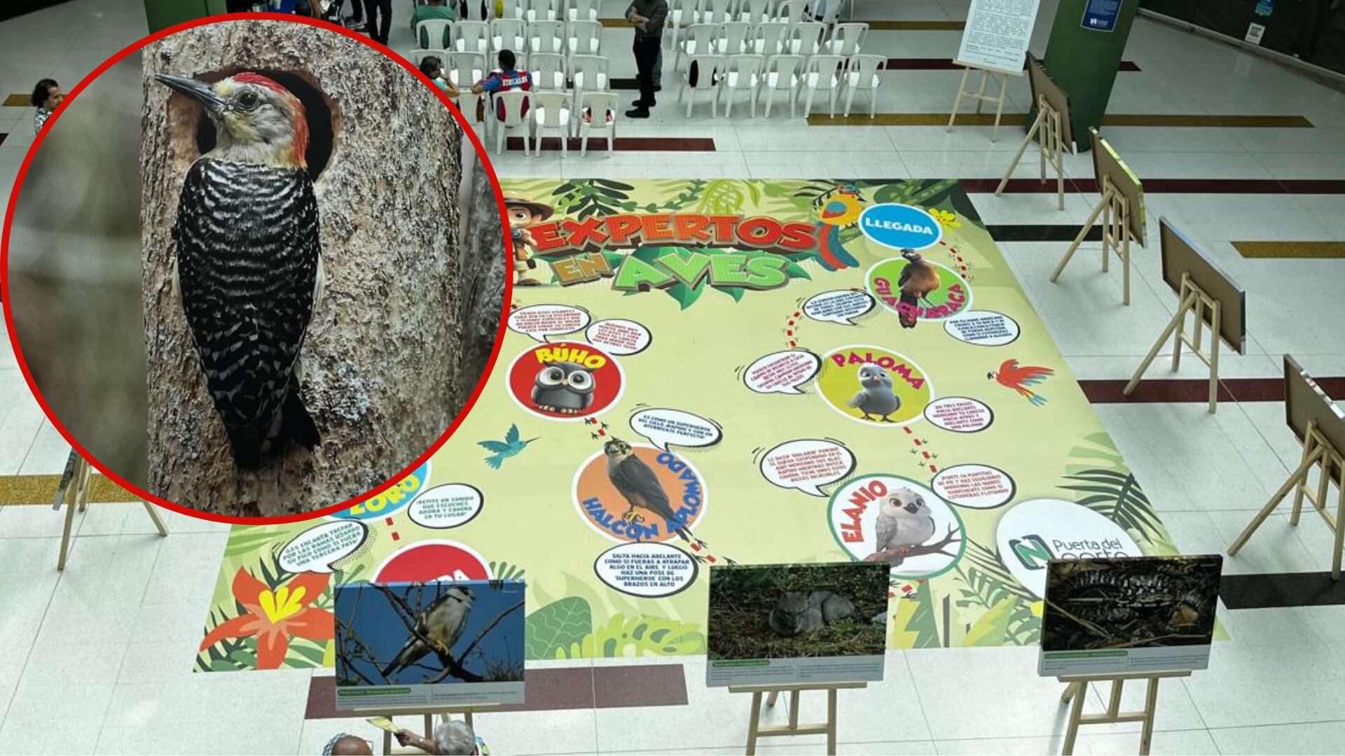 Carpintero hablado (David Ángel Vasco, biólogo). Foto: cortesía. 