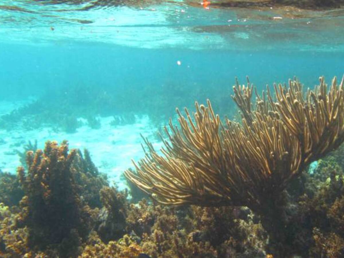 Procuraduría advierte sobre bajo nivel de protección a ecosistema de San Andrés por fallo de la Haya