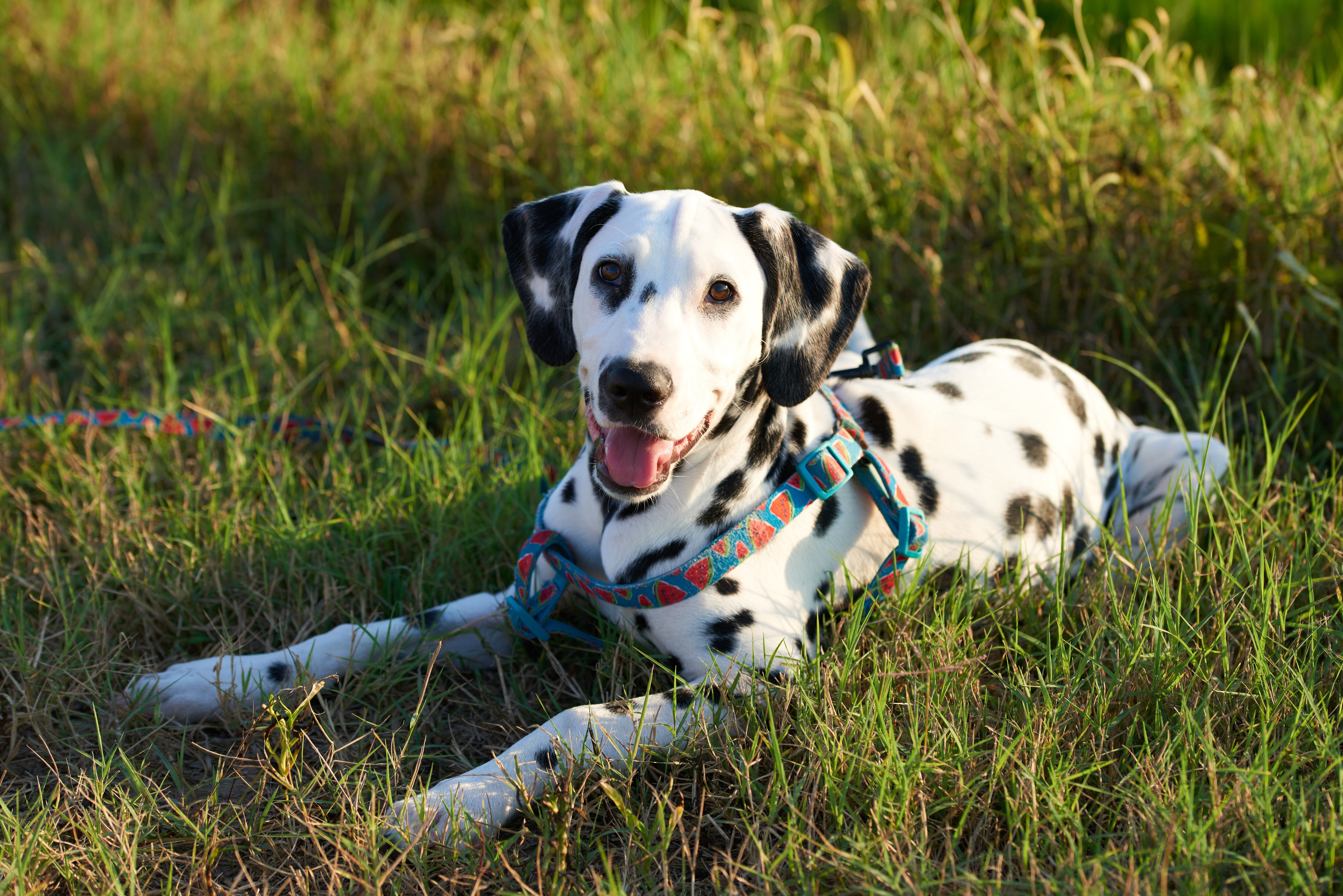 Perro de raza dálmata acostado en el pasto (Foto vía Getty Images)