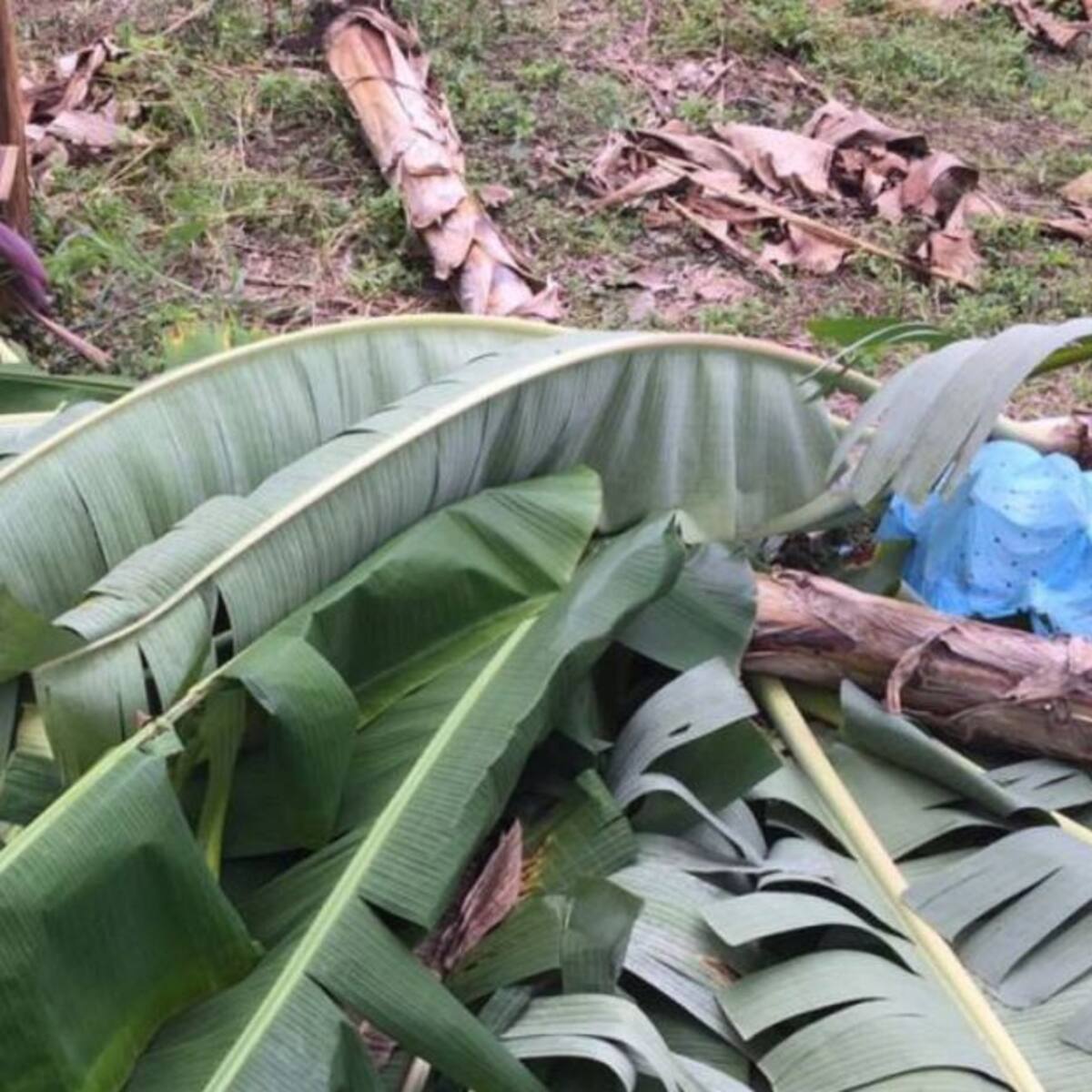 Cultivos de plátano, banano y café afectados por lluvias en el Quindío