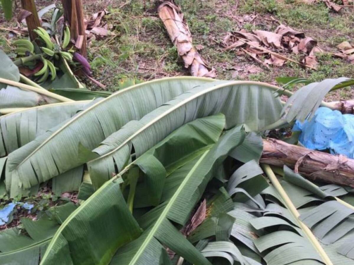Cultivos de plátano, banano y café afectados por lluvias en el Quindío