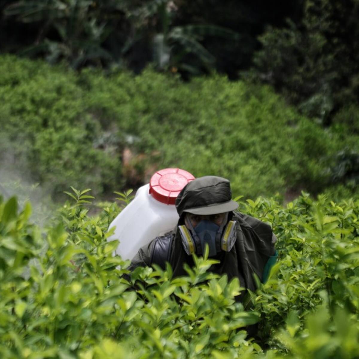 Estados Unidos alerta por 250 mil hectáreas de coca sembradas en Colombia