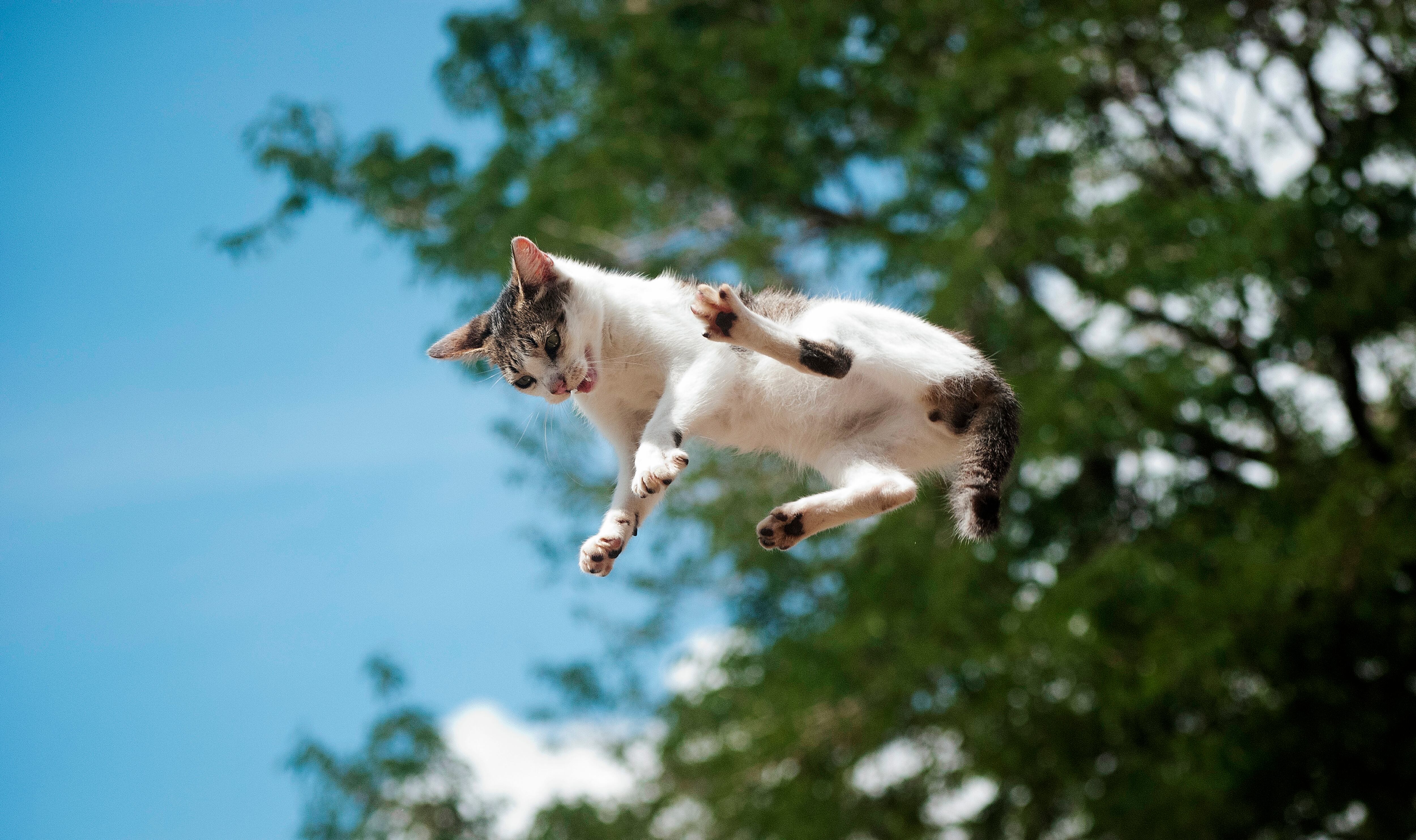 Gato cayendo desde la altura. Foto: Getty Images.