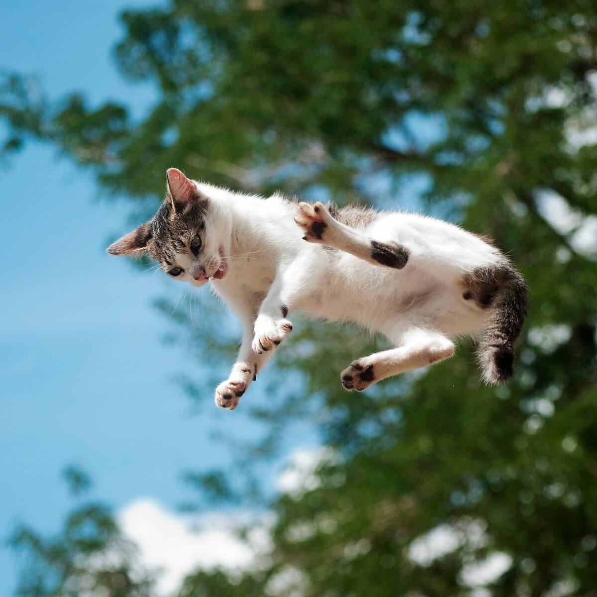 Mito o realidad: ¿Es verdad que los gatos siempre caen de pie? La ciencia reveló la respuesta