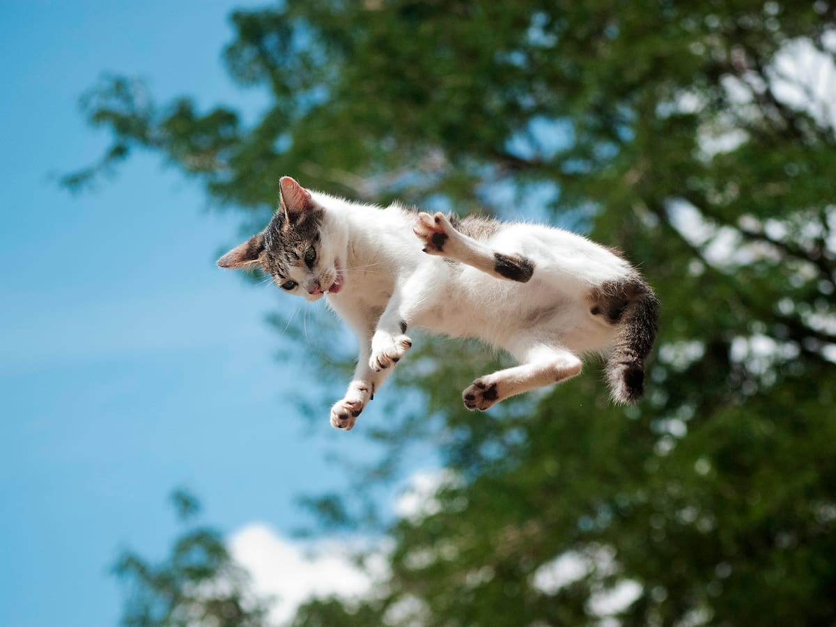 Mito o realidad: ¿Es verdad que los gatos siempre caen de pie? La ciencia reveló la respuesta