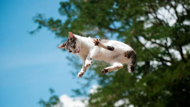 Gato cayendo desde la altura. Foto: Getty Images.