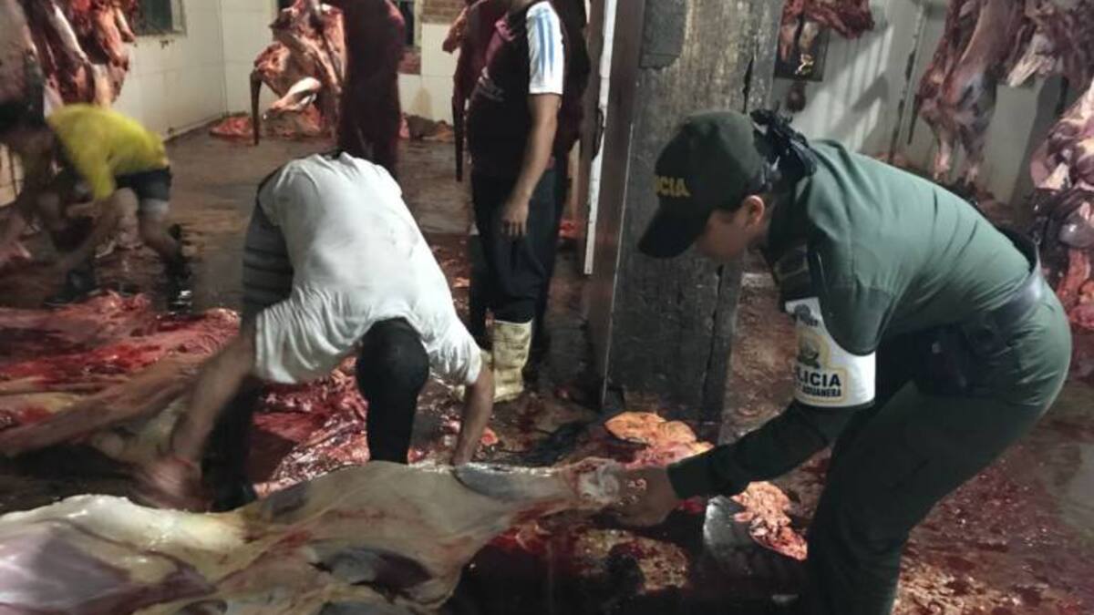 Policía decomisa 2.3 toneladas de carne ilegal en Ciénaga