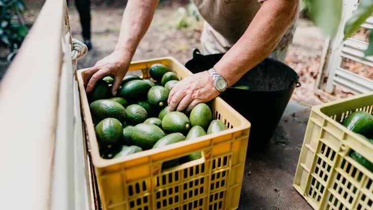 Las preocupaciones de comerciantes colombianos de aguacate y plátano ante aranceles de Trump