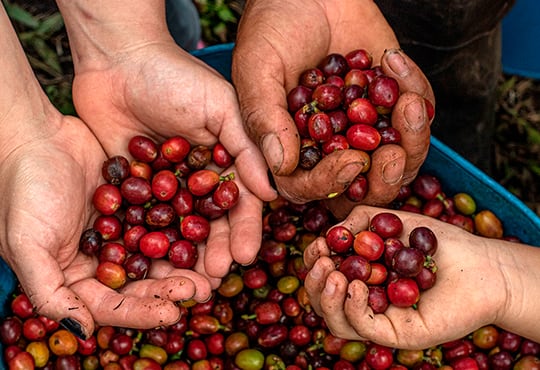 Imagen de archivo - Comité de Cafeteros