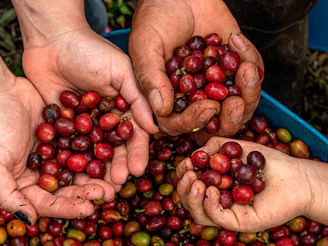 Federación Nacional de Cafeteros: “Estamos preocupados por la descolgada del precio del café”
