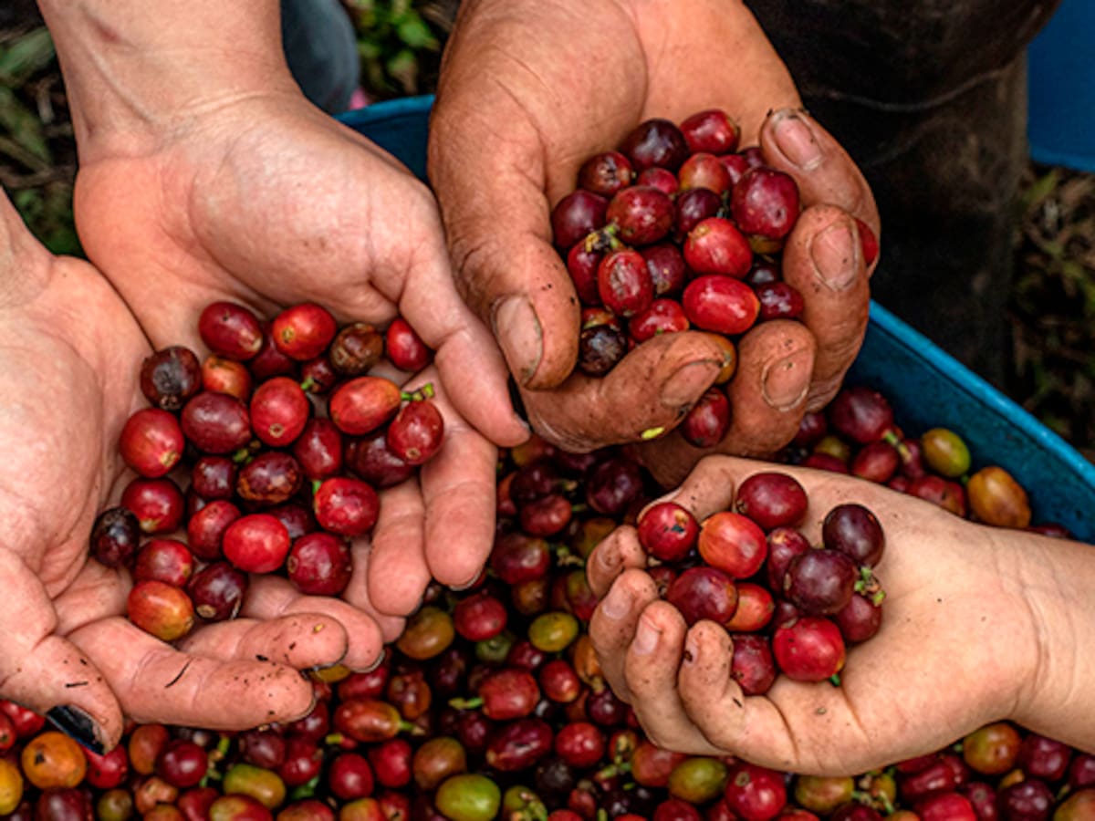 La producción de café en el Eje Cafetero se transforma para seguir siendo líder en el país